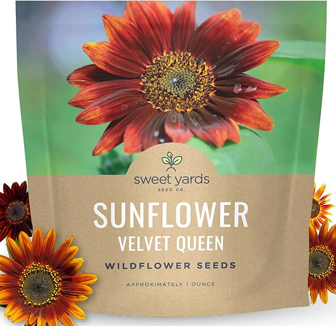 Velvet Queen Sunflower - Large 1 Ounce Packet - 1,000 Flower Seeds for Planting - Helianthus annuus