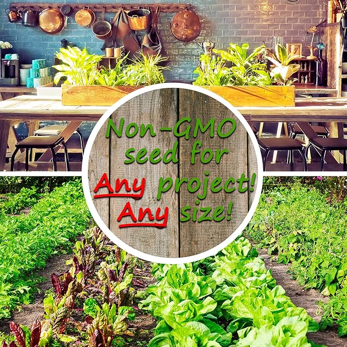 Mountain Valley Seed Co Slow Bolt Cilantro Herb Garden Seeds: 5 Gram Packet - Non-GMO Micro Greens & Herbal Gardening Seeds