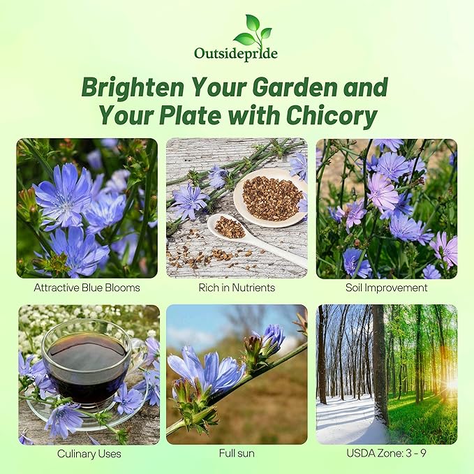 Outsidepride 5000 Seeds Perennial Chicory Flower Seeds for Planting