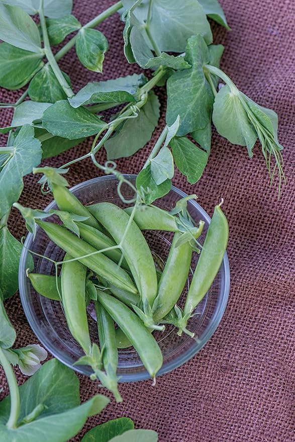 Burpee Little SnapPea Pea Seeds 200 seeds