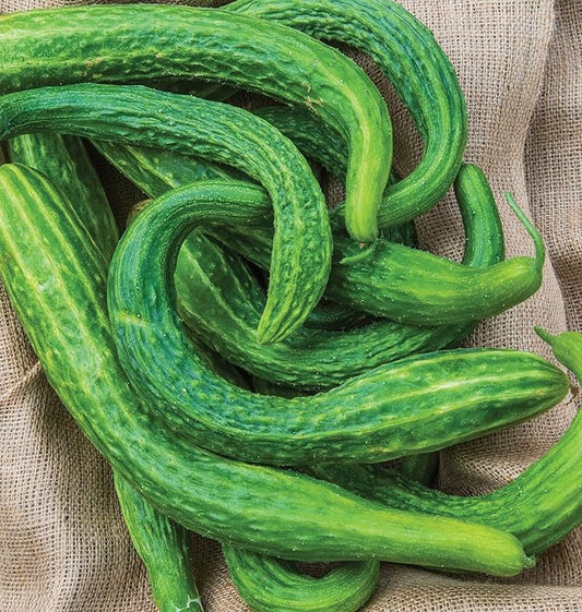 Burpee 'Suyo Long' Cucumber Seeds, 30 Non-GMO seeds, Heirloom
