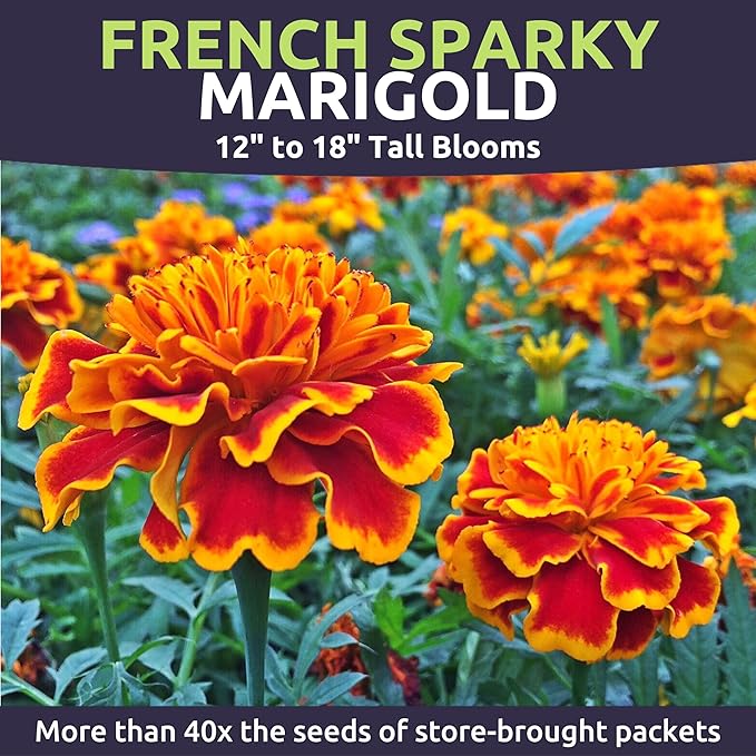 Marigold French Sparky - Bulk 2 Ounce Pouch - 15,000 Flower Seeds for Planting - Tagetes patula