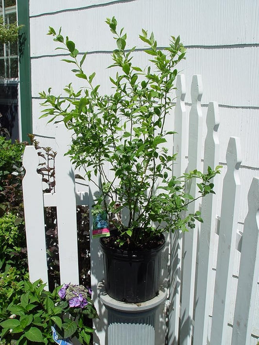 Vaccinium corymbosum 'Bluecrop' (HighBush Blueberry) Edible-Shrub, #2 - Size Container