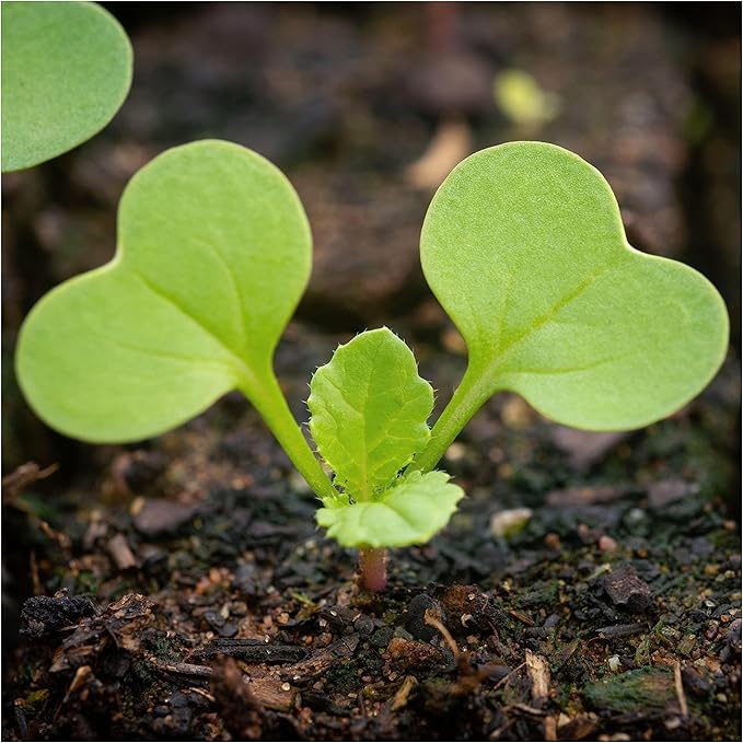 Seed Needs Watermelon Radish Seeds for Planting - Non-GMO, Heirloom & Untreated - Organically Grow a Home Grown Vegetable Garden - Cool Weather Crops (2 Packs)