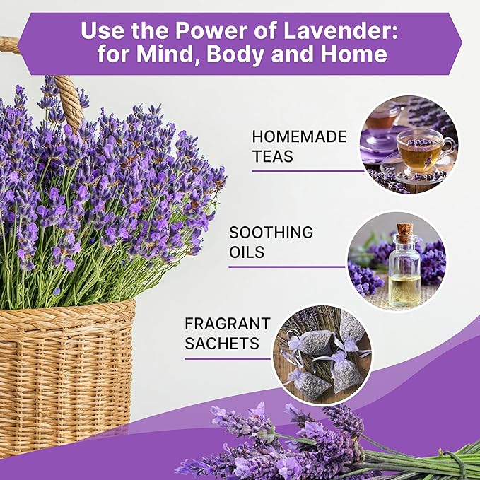 Organo Republic 5-Pack English Lavender Seeds 12.50G - Over 11000 Non-GMO Heirloom Lavender Seeds for Planting in Individual Seed Packets, Herb Seeds for Planting Home Garden Indoor & Outdoor