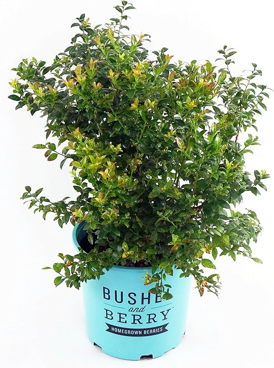 Bushel and Berry™ - Vaccinium cor. Blueberry Glaze (Blueberry) Edible-Shrub, , #2 - Size Container