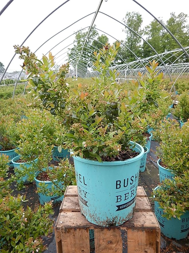 Bushel and Berry™ - Vaccinium cor. Blueberry Glaze (Blueberry) Edible-Shrub, , #2 - Size Container