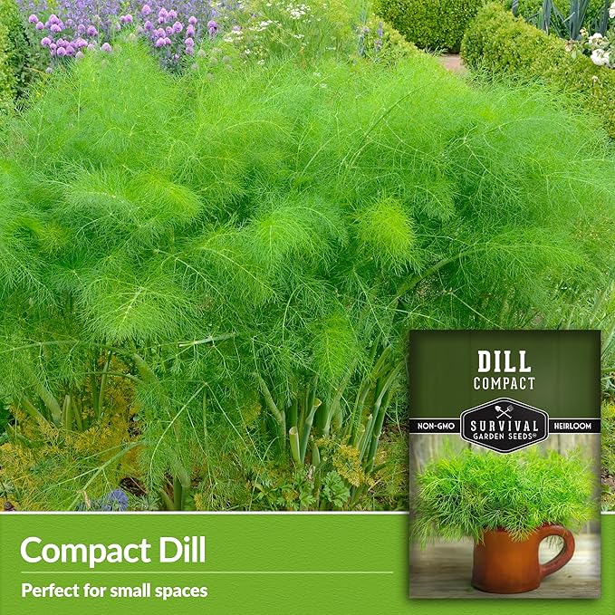 Survival Garden Seeds Compact Dill for Planting - 2 Seed Packets with Instructions to Plant & Grow Container Sized Dwarf Dill Herb Plants in Your Home Garden - Non-GMO Heirloom Variety