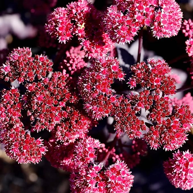 Sedum Seeds Showy Stonecrop, Border Stonecrop Perennial Cut Flowers Deer & Rabbit Resistant Drought Tolerant Attracts Pollinators Beds Borders Patio Containers 50Pcs by YEGAOL Garden