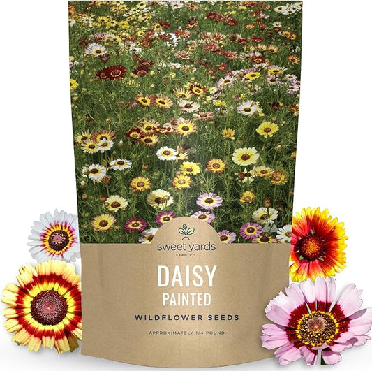 Painted Daisy - Bulk 1/4 Pound Pouch - 40,000 Flower Seeds for Planting - Tanacetum coccineum
