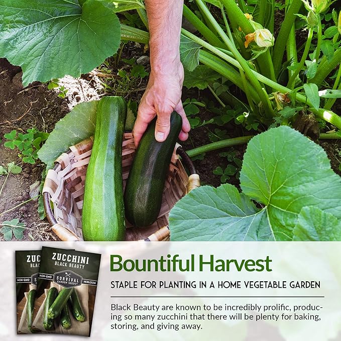 Survival Garden Seeds - Black Beauty Zucchini Seed for Planting -2 Packs with Instructions to Plant & Grow Dark Green Summer Squash Plants in Your Home Vegetable Garden - Non-GMO Heirloom Variety