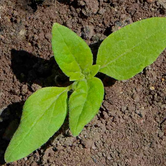 Seed Needs, Dwarf Teddy Sunflower Seeds - 100 Heirloom Seeds for Planting Helianthus annuus - Double Petaled Blooms, Attracts Pollinators/Butterflies (2 Packs)