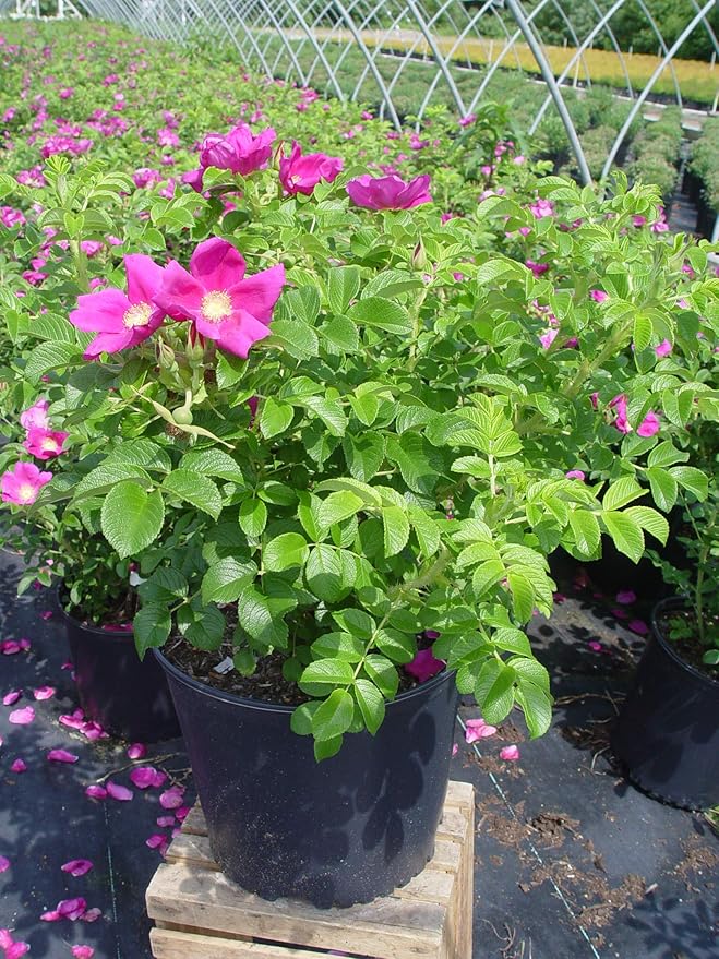 Rosa rugosa (Rugosa Rose) Rose, pink flowers, #3 - Size Container