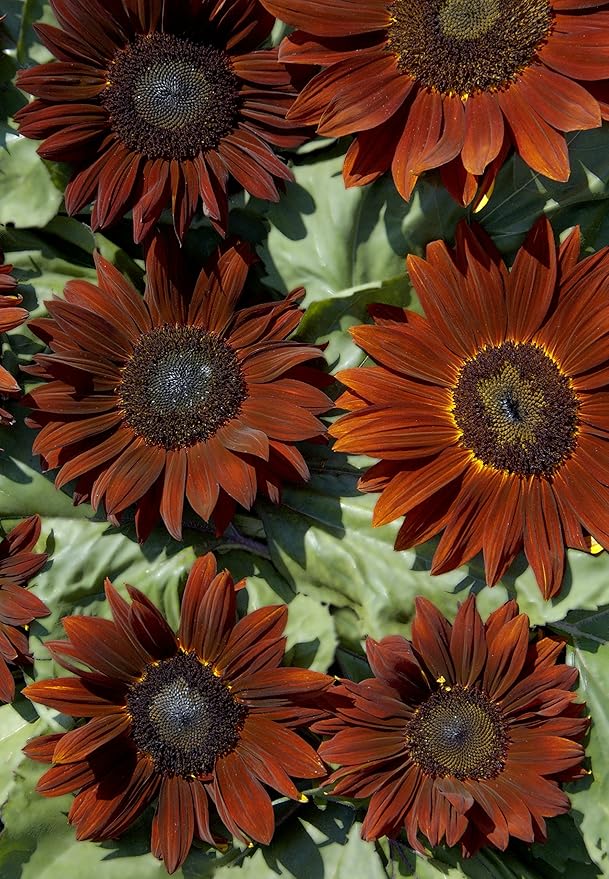 Burpee Chianti Sunflower Seeds 50 seeds