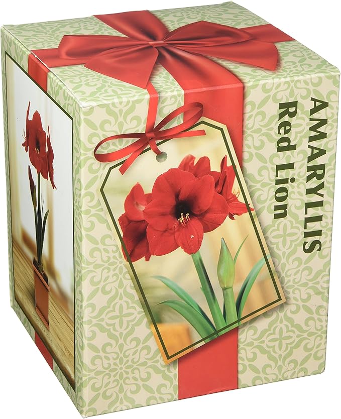 Amaryllis Growing Kit. Includes: Big Red Lion Bulb, Plastic Pot and Saucer, and Professional Growing Medium