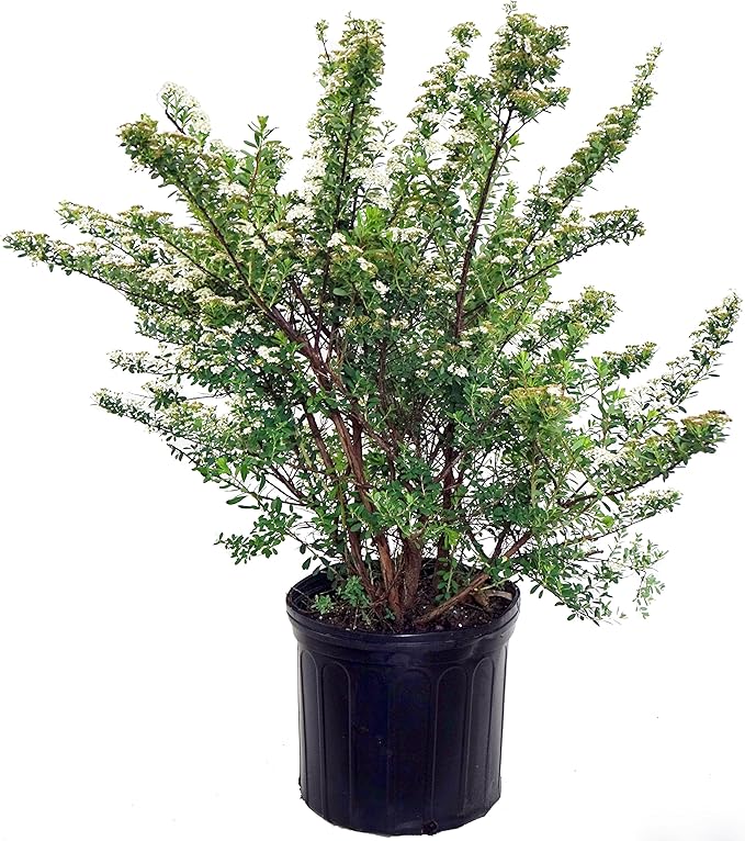 Spiraea nipponica 'Snowmound' (Spirea) Shrub, #3 - Size Container