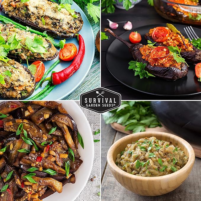 1 Pack Black Beauty Eggplant Seed for Planting - Packet with Instructions to Grow Purple Aubergine Plants in Your Home Vegetable Garden - Non-GMO Heirloom Variety - Survival Garden Seeds