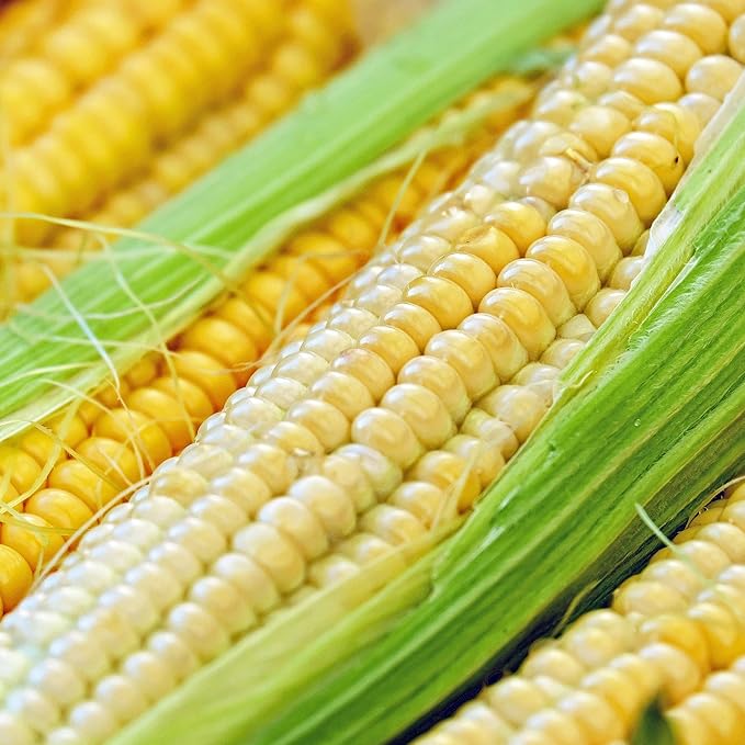 Park Seed Variety of Corn Vegetable Seeds, Plant Seeds, Easy to Grow, Perfect for Harvesting, Honey Select Triplesweet Hybrid, Pack of 200
