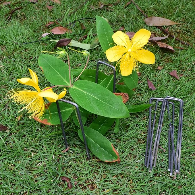 MySit 6" Garden Staples Landscape Stakes Ground Pins 200 Pack, Lawn Staples Weed Fabric Staple, Heavy Duty 11-Gauge(3.0mm) Steel Sod Anchor Securing Pegs for Securing Fabric