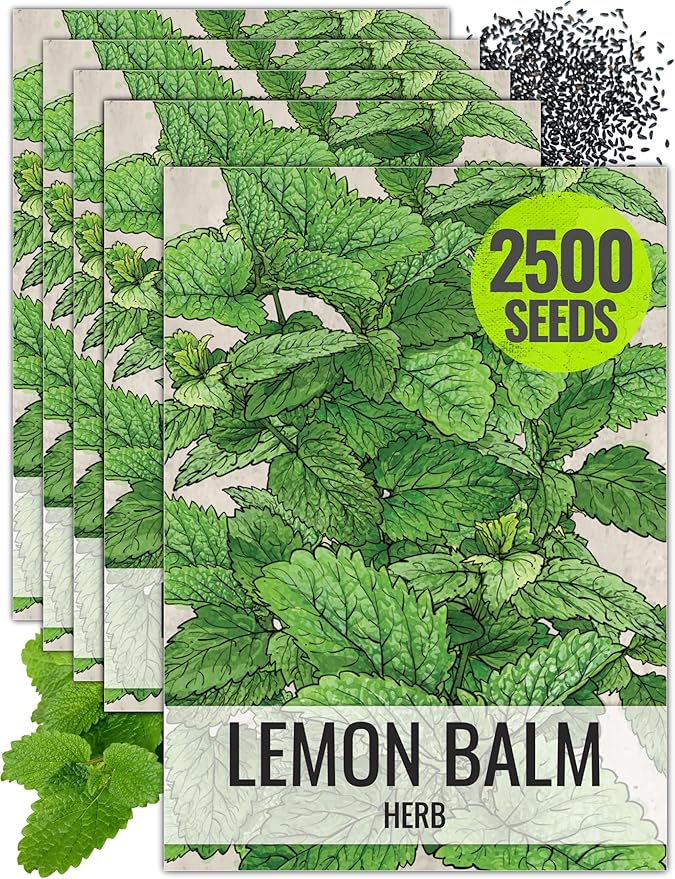 Seed Needs Lemon Balm Seeds for Planting - Non-GMO, Heirloom & Untreated Perennial Medicinal Herb - Plant Indoors/Outdoors Used for Making Calming Tea (5 Packs)
