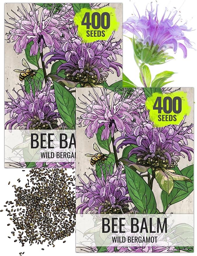 Seed Needs, Wild Bergamot Bee Balm Seeds - 400 Heirloom Seeds for Planting Monarda fistulosa - Attracts Honeybees, Bumblebees, Butterflies & Other Pollinators (2 Packs)