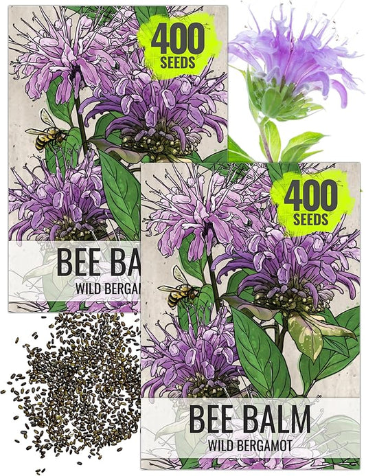 Seed Needs, Wild Bergamot Bee Balm Seeds - 400 Heirloom Seeds for Planting Monarda fistulosa - Attracts Honeybees, Bumblebees, Butterflies & Other Pollinators (2 Packs)