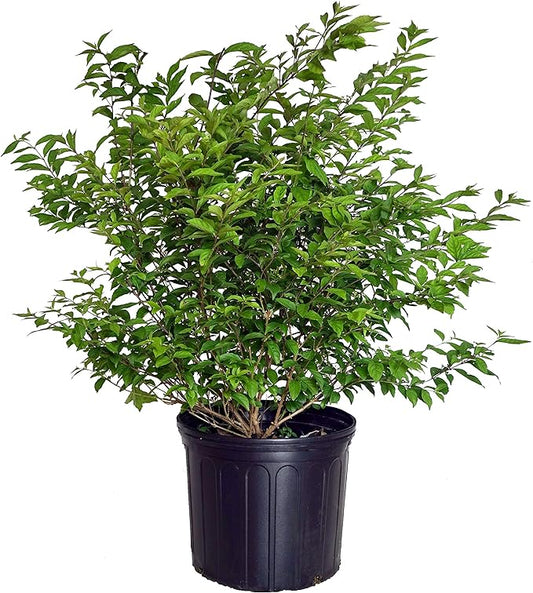 Callicarpa dich. 'Early Amethyst' (Beautyberry) Shrub, pink flowers, #3 - Size Container