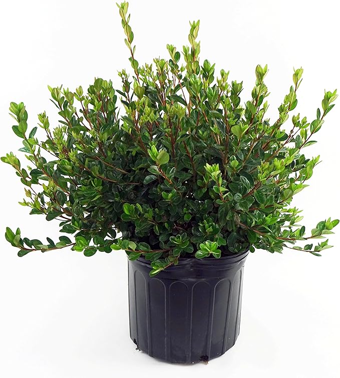 Azalea 'Stewartstonian' (Azalea) Shrub, red flowers, #3 - Size Container