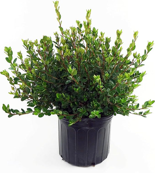 Azalea 'Stewartstonian' (Azalea) Shrub, red flowers, #3 - Size Container