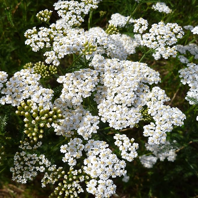 Outsidepride Achillea Millefolium Wild White Yarrow Seeds - 1 Lb. Perennial Flower Seeds, Drought Resistant, Low Maintenance & Easy Planting for Beautiful Garden & Fireflies Attraction