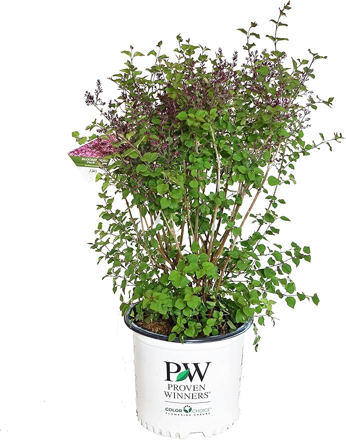 Proven Winners - Syringa x Bloomerang Dark Purple (Reblooming Lilac) Shrub, dark purple flowers, #2 - Size Container