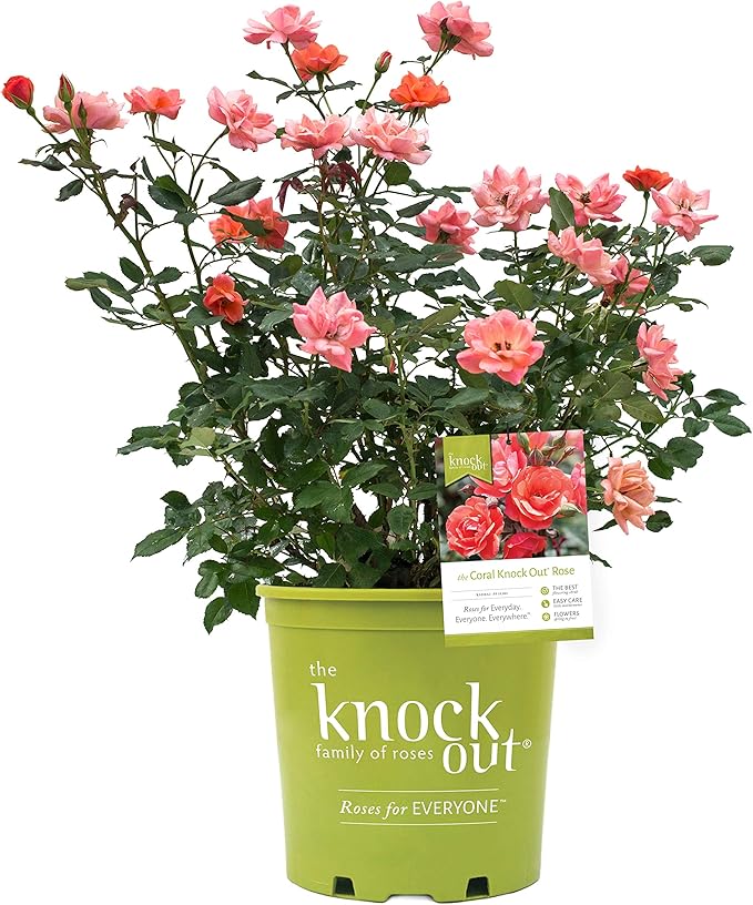 Green Promise Farms Rosa Knock Out (Reblooming) Rose, 2-Size Container, Coral Flowers