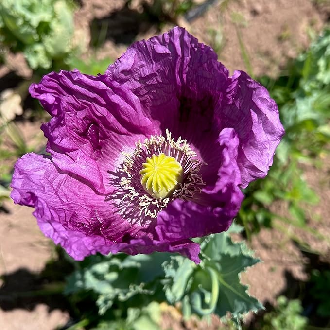 Plant Good Seed Organic Hungarian Poppy Seeds - Pack of 250 Heirloom Seeds for Planting Flowers - Gardening Supplies, Herb Garden, Wildflower, Flower Seeds to Plant Outside - Non-GMO, from USA