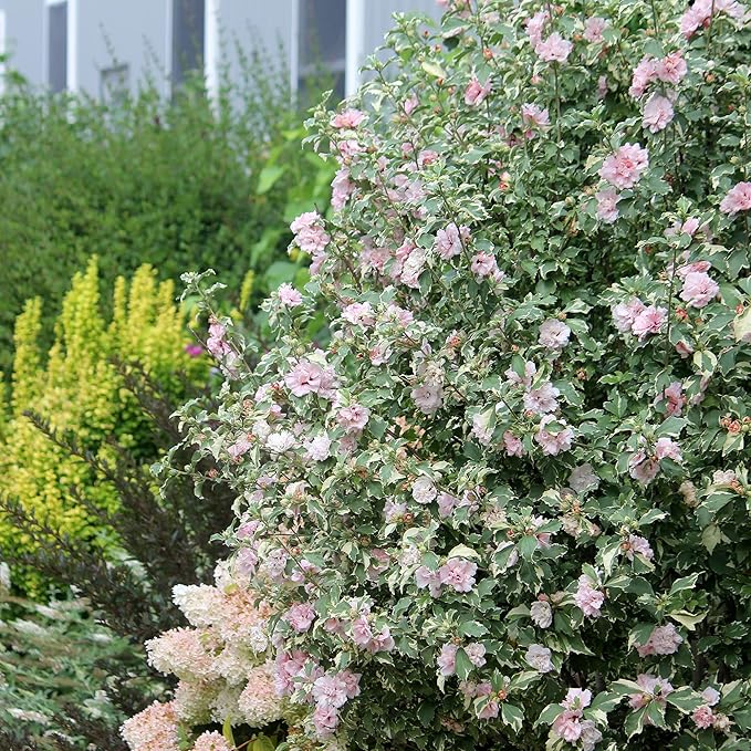 Sugar Tip Hibiscus, 2 Gallon, Blush Pink Blooms