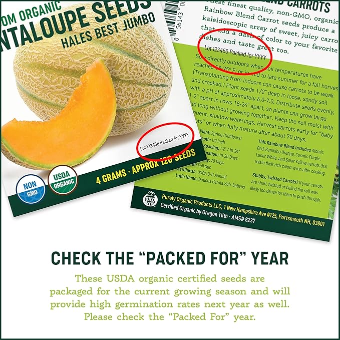 Organic Cabbage Seeds (Red Acre) - Approx 750 Seeds - Certified Organic, Non-GMO, Open Pollinated, Heirloom, USA Origin