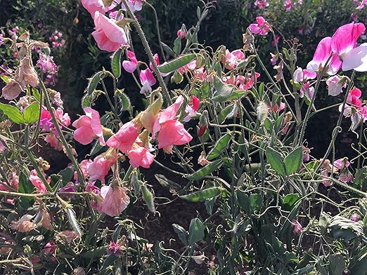 Potassium Polyacrylate Super Absorbent Polymer 2 Pounds