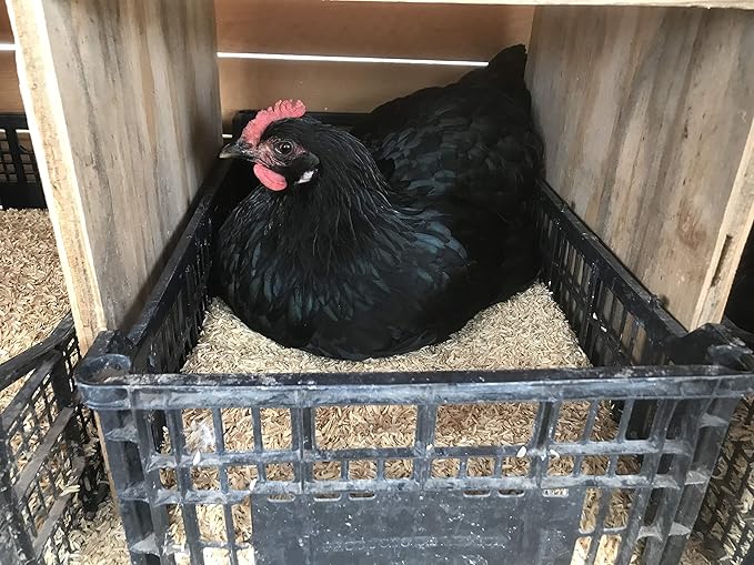 Rice Hulls - Organic Use – 1.5lb Bag - House Plants – Gardening - Chicken Bedding Nesting