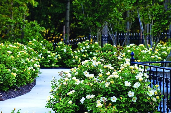 Green Promise Farms Rosa `Sunny Knock Out` (Reblooming) Rose, 3 Size Container, yellow flower