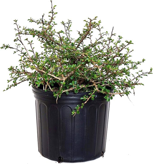 Cotoneaster apiculatus (Cranberry Cotoneaster) Shrub, #2 - Size Container