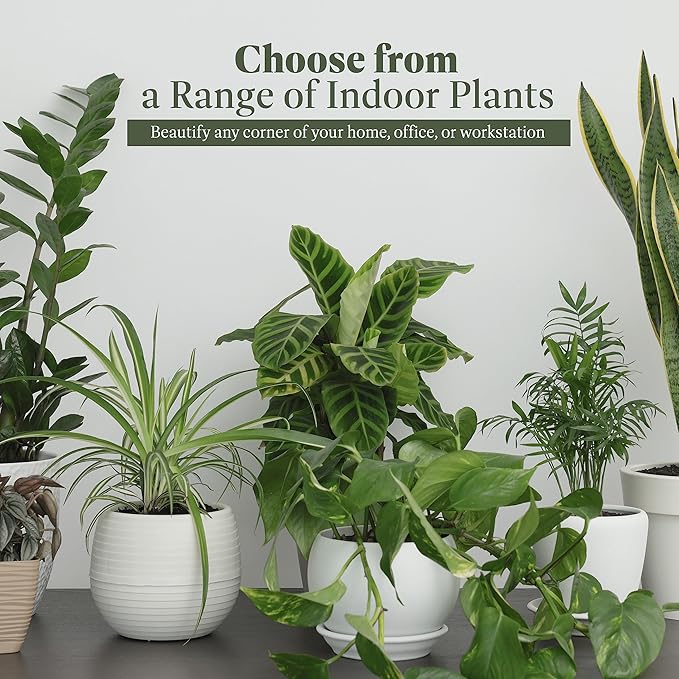 American Plant Exchange Snake Plant, Live Sansevieria Indoor Houseplant, Green Zeylanica, 10-Inch Pot, 2-3ft Tall, Easy Care, Low Light, Large Floor Houseplant for Home, Office & Garden