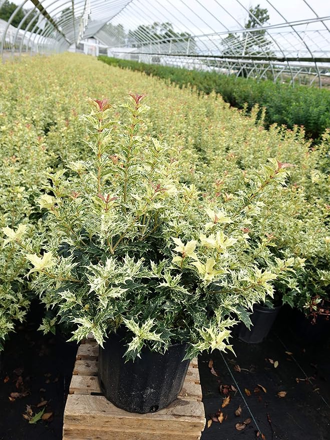 Osmanthus heterophyllus 'Goshiki' (False Holly) Evergreen, #2 - Size Container