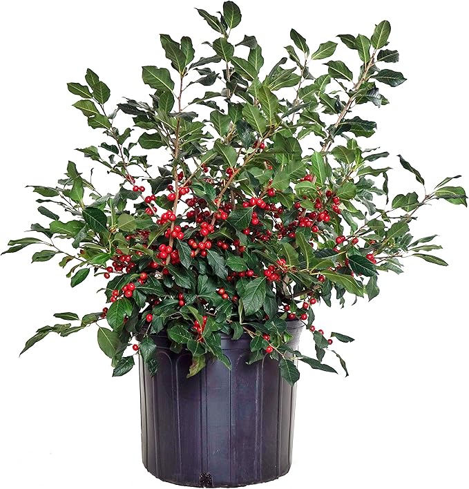 Ilex verticillata 'Red Sprite' (Winterberry) Shrub, XL red fruit, 3 - Size Container