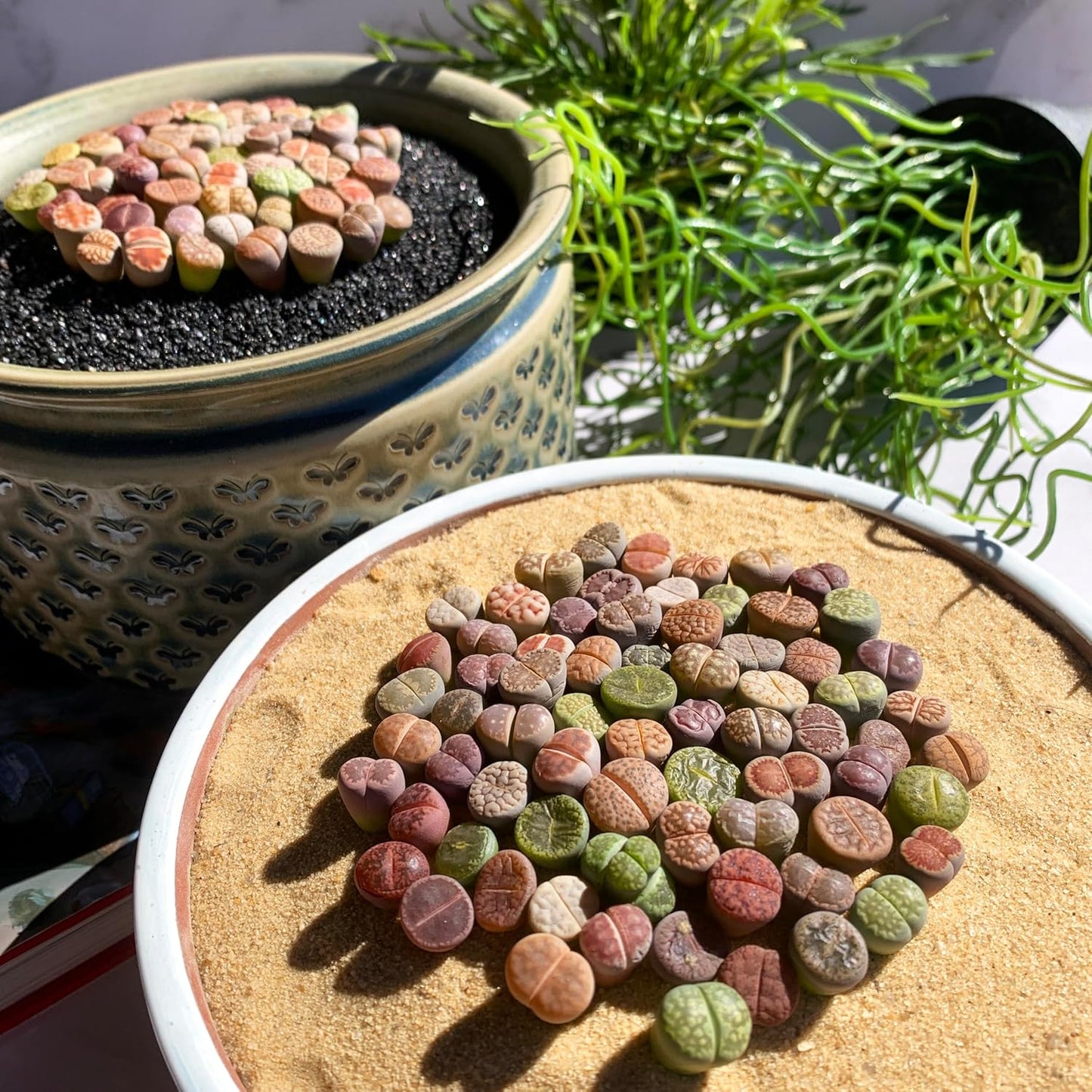 Lithops Random Mix Rare Live Succulent Plants, 30/50/100 Pcs Succulent Live Plant, Bare Root Without Pot & Soil, Indoor Office, Friend Plant Lovers Gifts