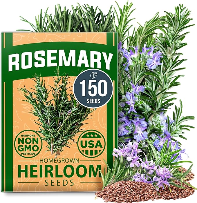 HOME GROWN Rosemary Seeds Bulk Pack - 150 High Germinating Non-GMO Heirloom Culinary Herb Seeds for Planting in Indoor or Outdoor Herb Gardens - USA Sourced (Salvia rosmarinus)