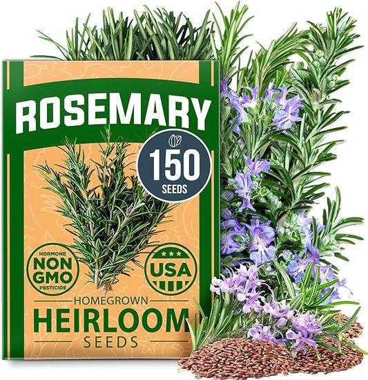 HOME GROWN Rosemary Seeds Bulk Pack - 150 High Germinating Non-GMO Heirloom Culinary Herb Seeds for Planting in Indoor or Outdoor Herb Gardens - USA Sourced (Salvia rosmarinus)