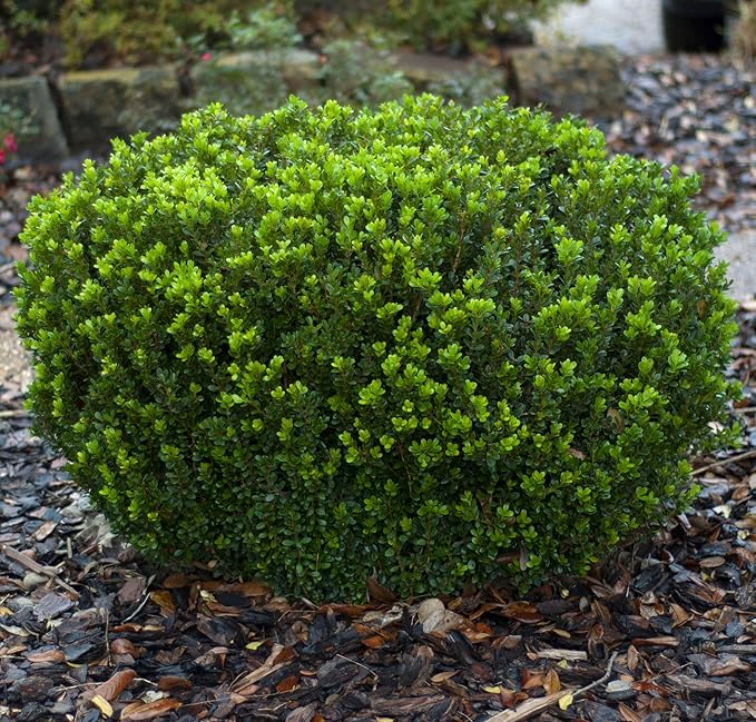 Buxus macro. asiat. 'Baby Gem' (Boxwood) Evergreen, #3 - Size Container