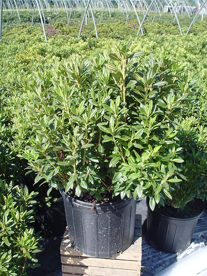 Rhododendron X 'Blue Baron' (Rhododendron) Evergreen, bluish purple flowers, #2 - Size Container