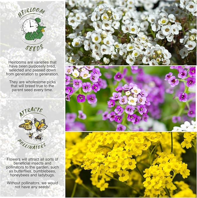 Seed Needs Heirloom Alyssum Flower Seed Packet Collection Variety Pack (Includes 4 Packets) Basket of Gold, Royal Carpet, Dwarf Pink & Carpet of Snow - Perfect for Rock Gardens