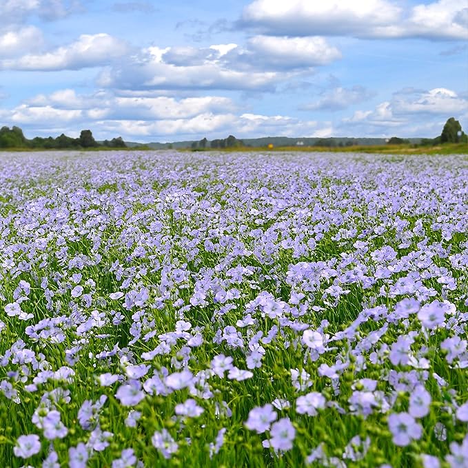 Outsidepride 1 lb. Perennial Blue Flax Flower Seeds for Planting