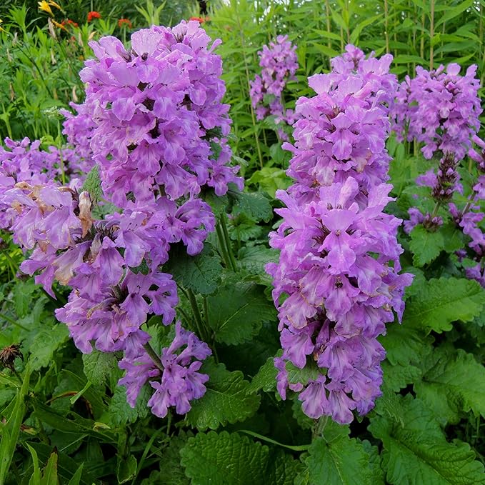 Outsidepride 100 Seeds Perennial Stachys Macrantha Lamb's Ear Flower Seeds for Planting